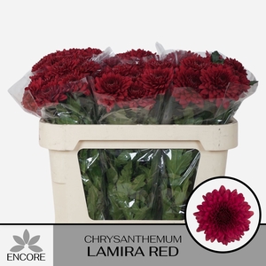 CHR G LAMIRA RED