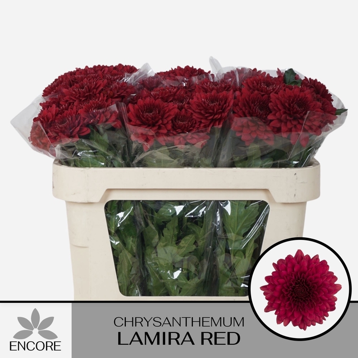 <h4>CHR G LAMIRA RED</h4>