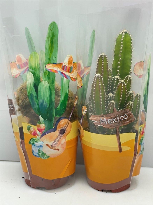 <h4>Cactus gemengd</h4>