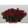 Leucadendron Blush Spray