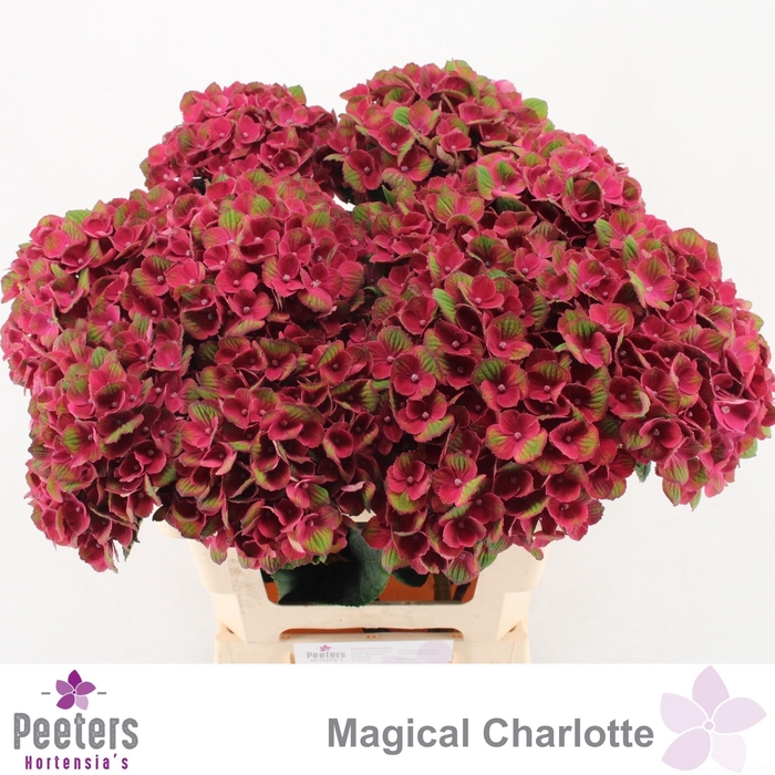 <h4>HYDR M MAG CHARLOTTE</h4>