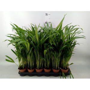 Dypsis lutescens   ...Chrysalidoca