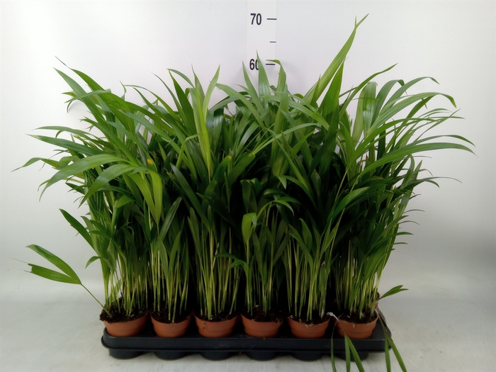<h4>Dypsis lutescens   ...Chrysalidoca</h4>