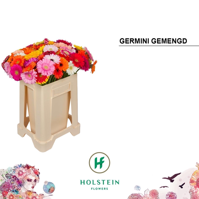 <h4>GE MI GEM</h4>