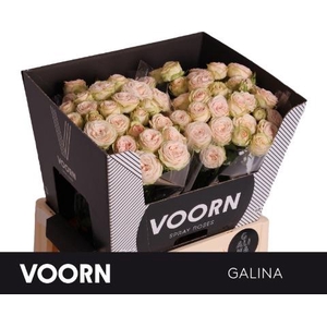 Rosa spray galina