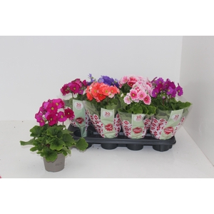 PRIM OB SWEETK A GEM