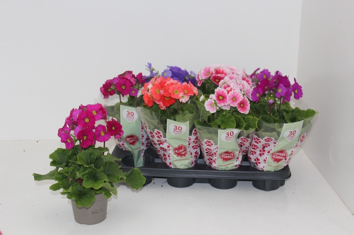 <h4>PRIM OB SWEETK A GEM</h4>