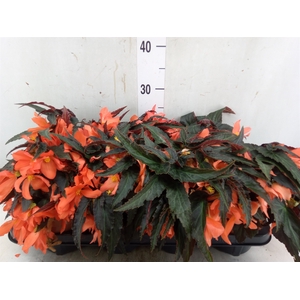 Begonia boliv. 'Encanto Orange'