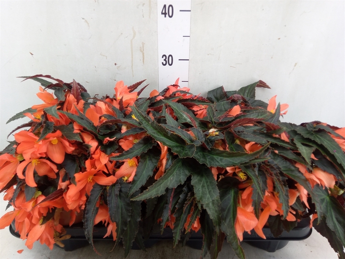 <h4>Begonia boliv. 'Encanto Orange'</h4>