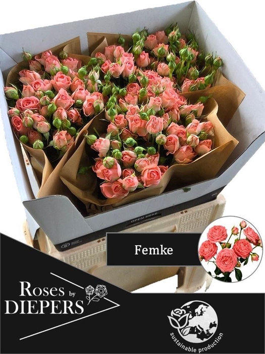 <h4>R TR FEMKE</h4>