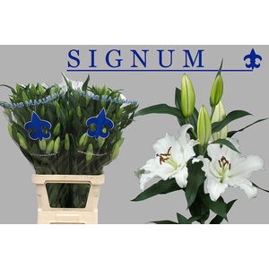 LI OR SIGNUM