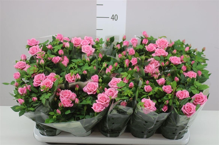 <h4>Rosa Kordana Licht Roze</h4>