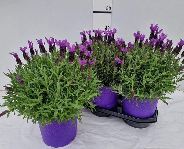 <h4>LAVAN STOECHAS</h4>