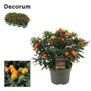 Solanum Pseudocapsicum P13 Decorum