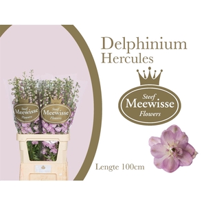 Delphinium Hercules