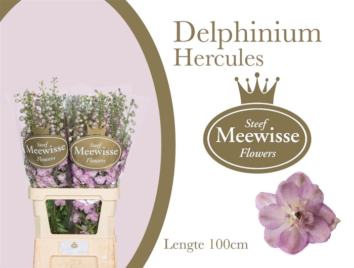 <h4>Delphinium Hercules</h4>