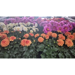 Dahlia Mixk 5kl 1 Kleur Per Tray