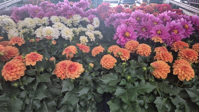 <h4>Dahlia Mixk 5kl 1 Kleur Per Tray</h4>