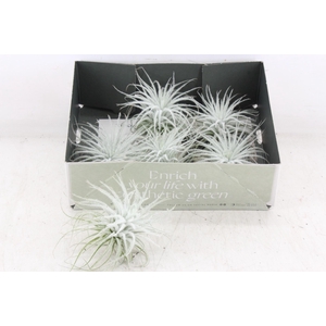 arr3 CP - Till. Tectorum white