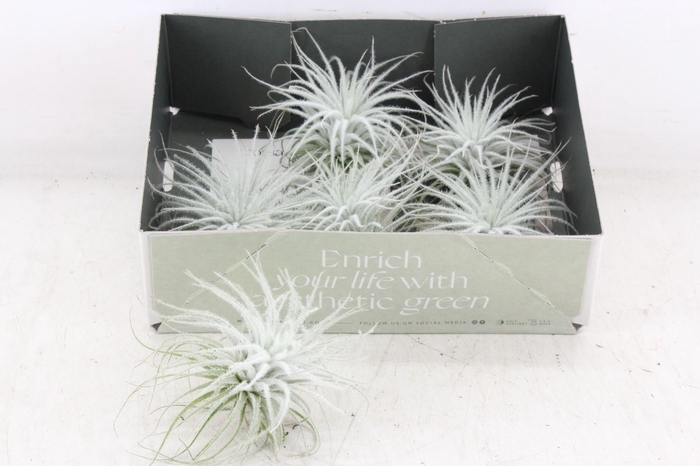 <h4>arr3 CP - Till. Tectorum white</h4>