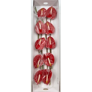 Anthurium Tropical (price x box) 12 st.