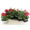Pelargonium zonale Mylena (Rood)