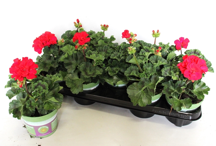 <h4>Pelargonium zonale Bernd Red</h4>