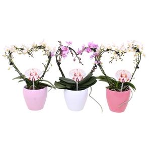 Phal. Multi vorm mix 