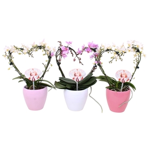 Phal. Multi vorm mix 