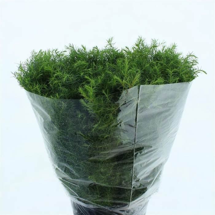 <h4>Cryptomeria</h4>
