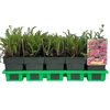Achillea