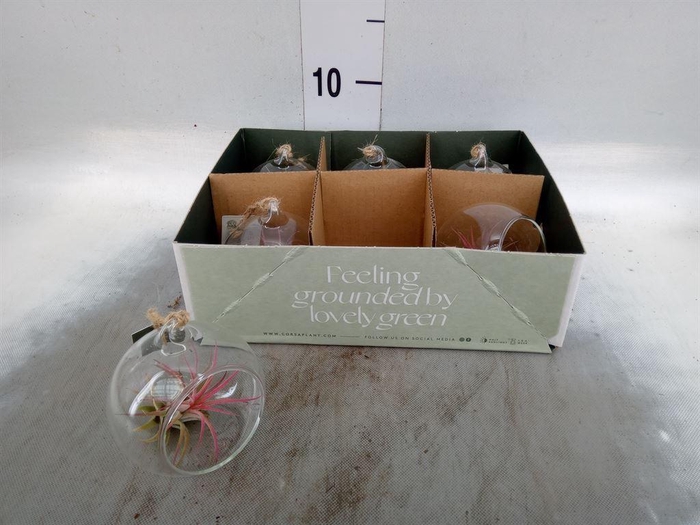 <h4>Arr.  Tillandsia L%</h4>
