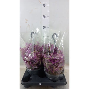 Tradescantia zebr. 'Pink Paradise'