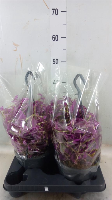 <h4>Tradescantia zebr. 'Pink Paradise'</h4>