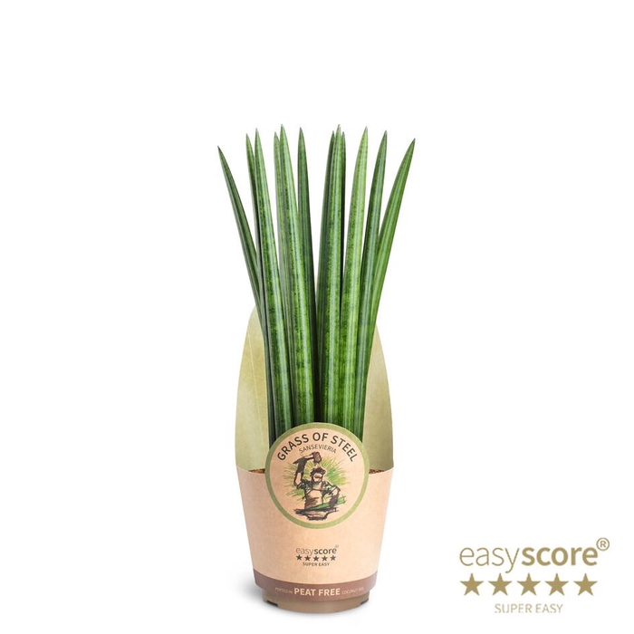 <h4>SANSEVIERIA CYLINDRICA</h4>