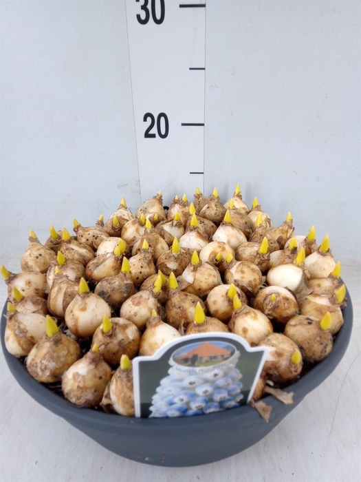 <h4>Muscari ...</h4>