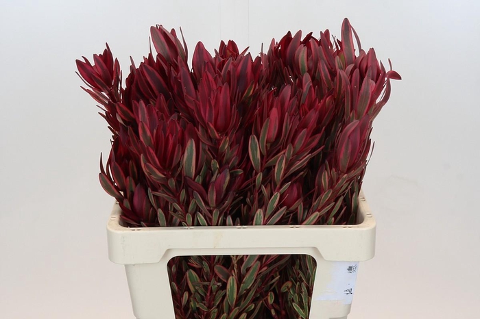 Leucadendron Jester Spray