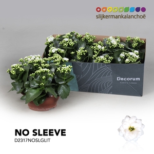 Kalanchoe No Sleeve - White with glitter