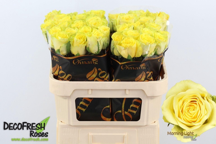 <h4>R Gr Morning Light</h4>