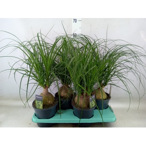 Beaucarnea recurvata
