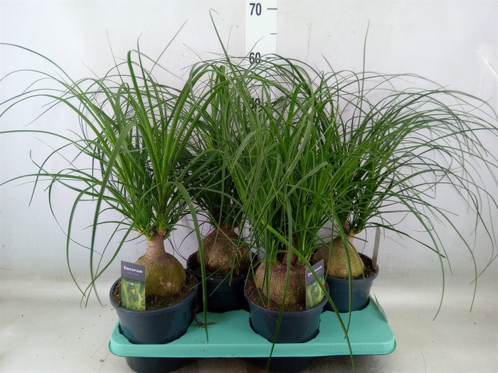 <h4>Beaucarnea recurvata</h4>