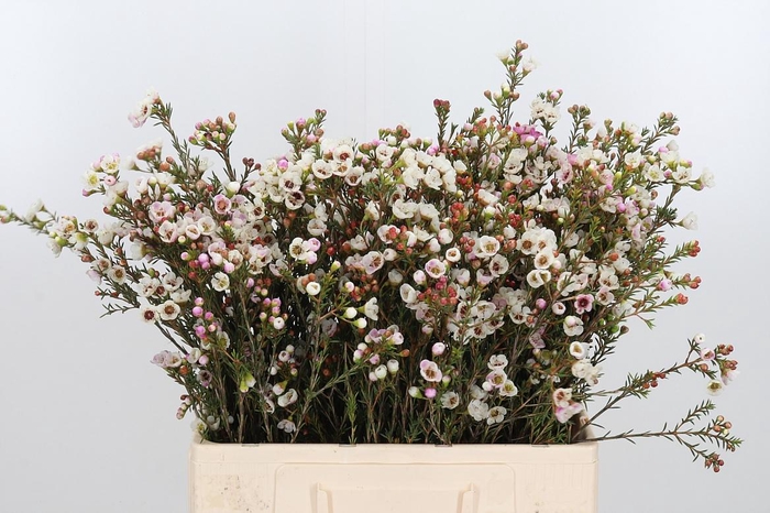 <h4>Chame Moonl Delight</h4>