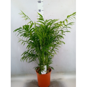 Chamaedorea elegans