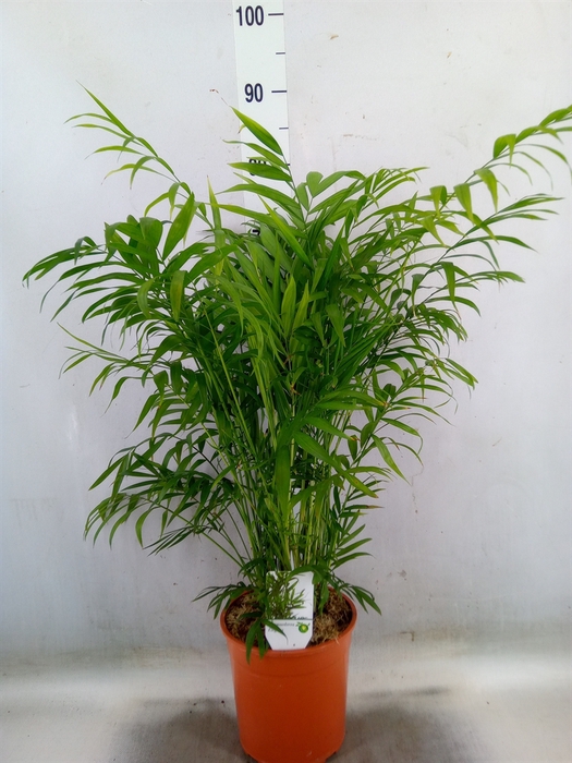 <h4>Chamaedorea elegans</h4>
