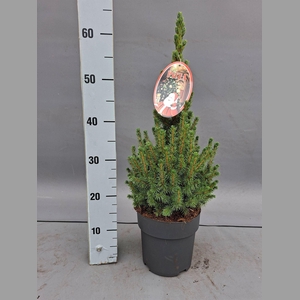Picea glauca 'Conica'