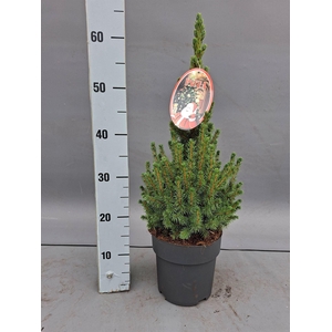 Picea glauca 'Conica'