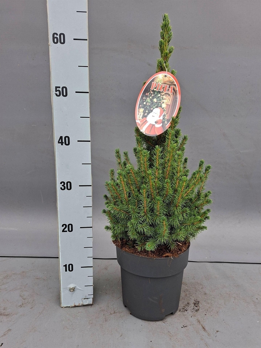 <h4>Picea glauca 'Conica'</h4>