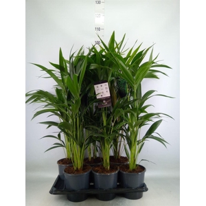Howea forsteriana