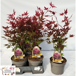 ACER PA ATROPURPUREU