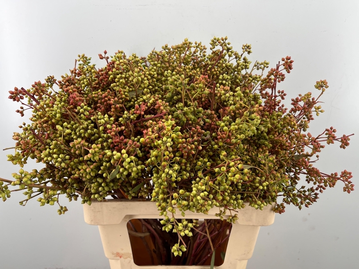 <h4>EUC EXOTICA BS</h4>